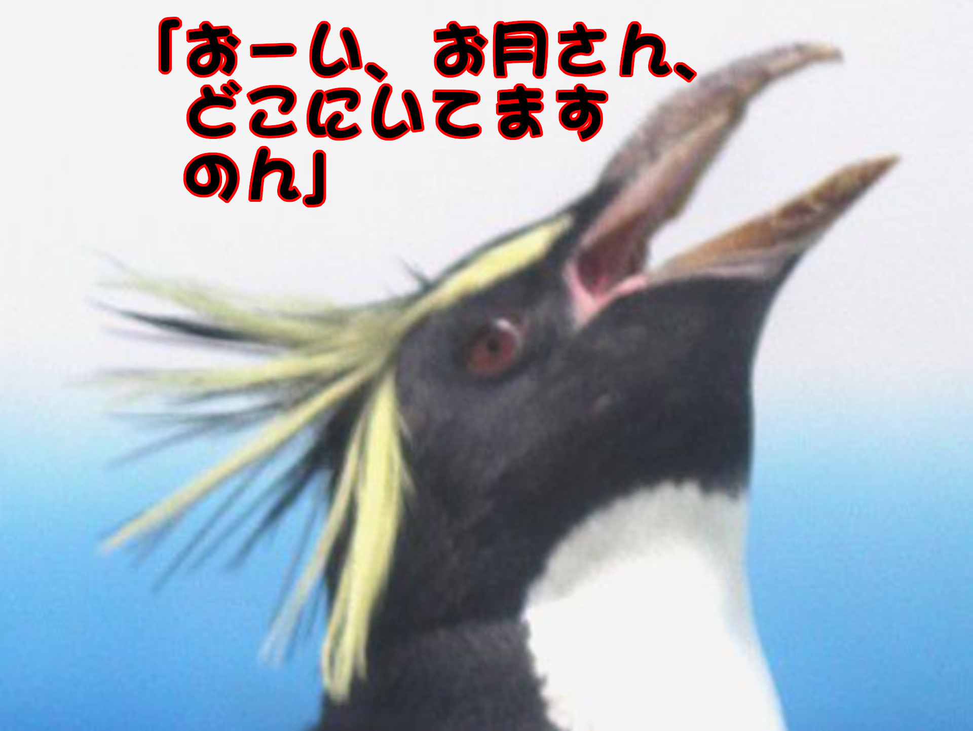 �W�F���c�[�y���M��