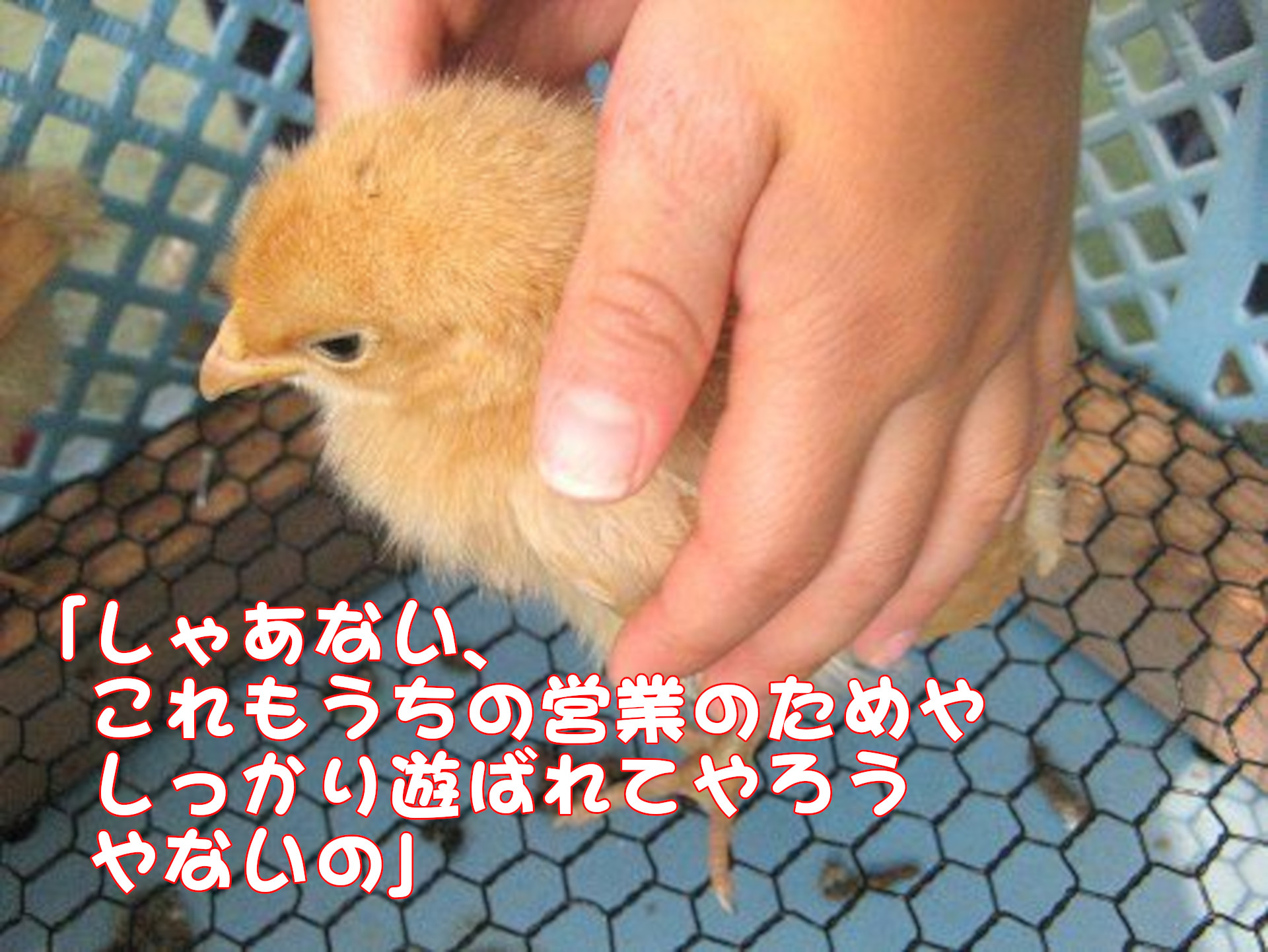 �j���g���i�{�j