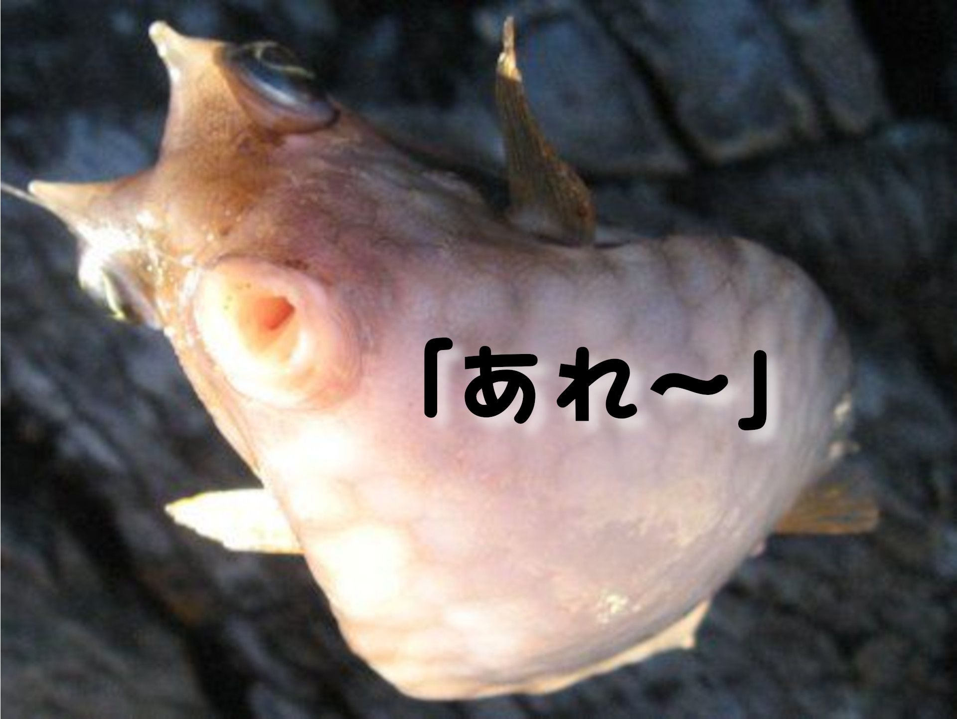 �E�~�X�Y��