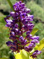 �u���[�E�W���W���[(Blue Ginger)