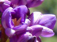 �u���[�E�W���W���[(Blue Ginger)