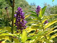 �u���[�E�W���W���[(Blue Ginger)