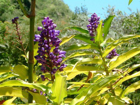 Blue Ginger