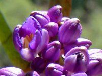 �u���[�E�W���W���[(Blue Ginger)