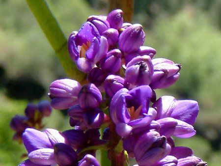 Blue Ginger