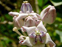 �N���E���E�t�����[(Crown flower)