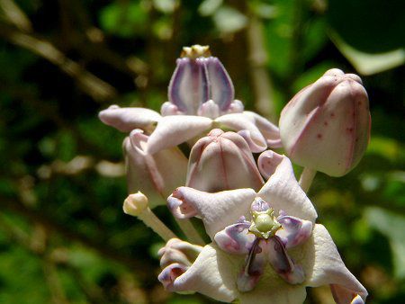 �N���E���E�t�����[(Crown flower)