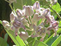 �N���E���E�t�����[(Crown flower)