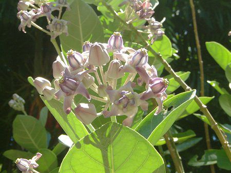 �N���E���E�t�����[(Crown flower)