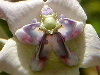 �N���E���E�t�����[(Crown flower)