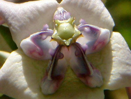 �N���E���E�t�����[(Crown flower)