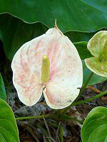 �A���X���E��(Anthurium)