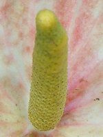 �A���X���E��(Anthurium)