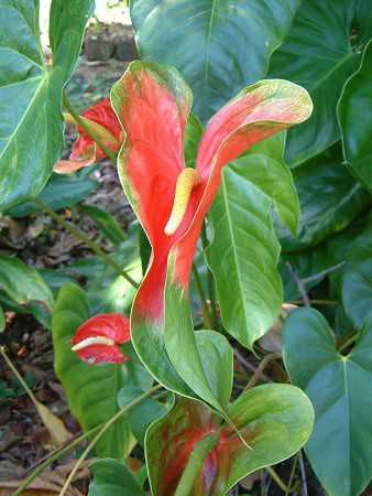 �A���X���E��(Anthurium)