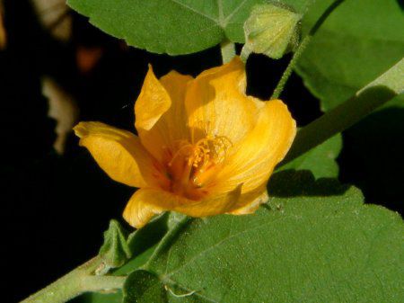 �C���}(Ilima)