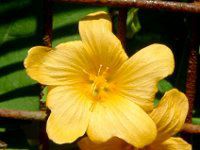 �C���}(Ilima)