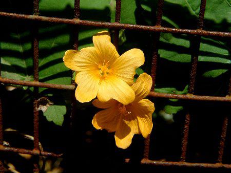 �C���}(Ilima)