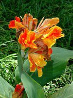 �J���i(Canna)