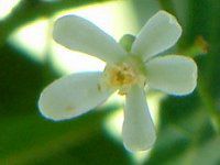 �j�[��(Neem tree)