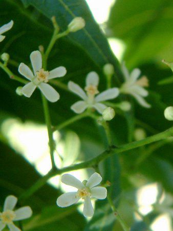 �j�[���c���[ (Neem tree)