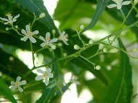 �j�[��(Neem tree)