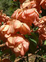 ���b�T�G���_(Mussaenda)