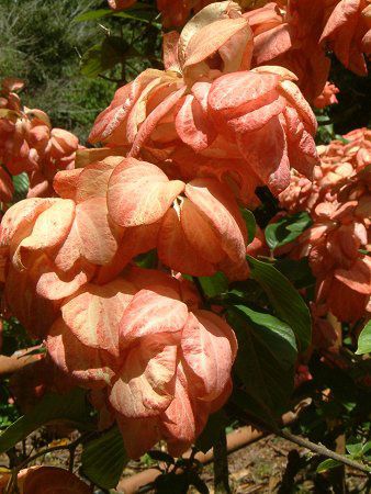 ���b�T�G���_�E�}�O�T�C�T�C�_(Mussaenda cv. Magsaysay)