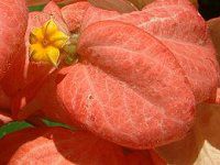 ���b�T�G���_�iMussaenda�j