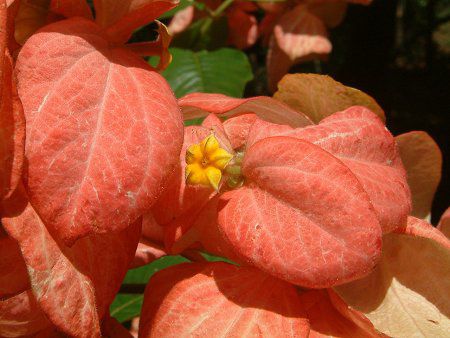���b�T�G���_(Mussaenda)