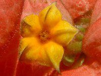 ���b�T�G���_(Mussaenda)