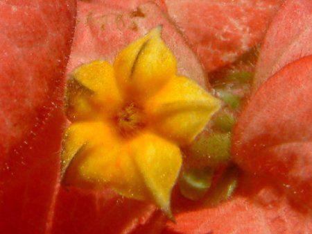 ���b�T�G���_�E�}�O�T�C�T�C(Mussaenda cv. Magsaysay)