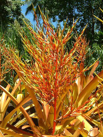 �G�N���A(Aechmea Anchetiana)