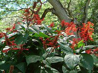 �I�h���g�l�}(Odontonema coccineum)