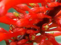 �I�h���g�l�}(Odontonema coccineum)
