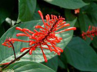 �I�h���g�l�}�iOdontonema coccineum�j