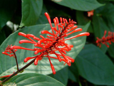 �I�h���g�l�}(Odontonema coccineum)