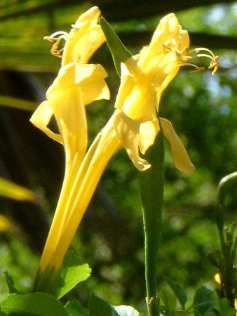 �C�G���[�E�P�[�v�E�n�j�[�T�b�N��(Yellow cape honeysuckle)