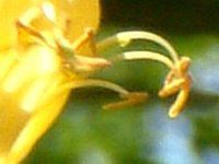 �C�G���[�E�P�[�v�E�n�j�[�T�b�N��(Yellow cape honeysuckle)