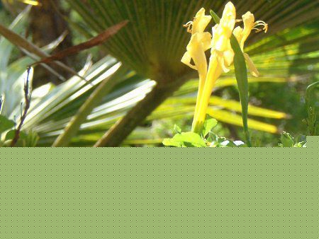 �C�G���[�E�P�[�v�E�n�j�[�T�b�N��(Yellow cape honeysuckle)
