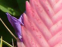 �`�����W�A�E�����f�j�[(Tillandsia lindenii)