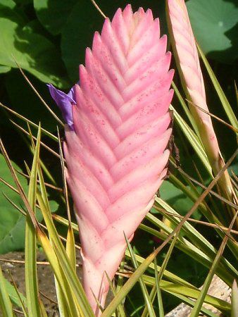 �`�����W�A�E�����f�j�[(Tillandsia lindenii)