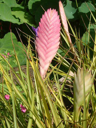 �`�����W�A�E�����f�j�[(Tillandsia lindenii)