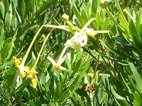 �u�����t�F���V�A�E�f���V�t�����iBrunfelsia densiflora�j