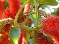 �x�j�q���m�L(�g�R�̖؁AAcalypha hispida)
