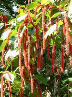 �x�j�q���m�L(�g�R�̖؁AAcalypha hispida)