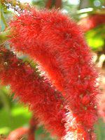 �x�j�q���m�L(�g�R�̖؁AAcalypha hispida)