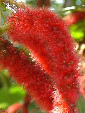 �x�j�q���m�L(�g�R�̖؁AAcalypha hispida)
