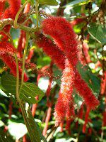 �x�j�q���m�L(�g�R�̖؁AAcalypha hispida)