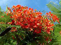 �z�E�I�E�{�N�i�P���؁ARoyal poinciana�j