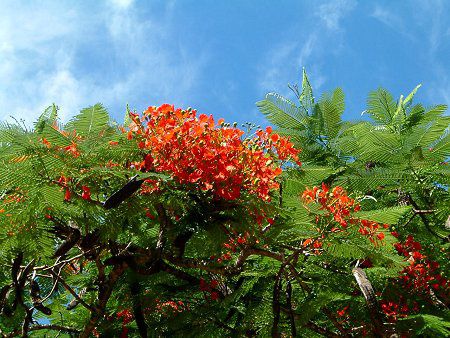 �z�E�I�E�{�N(�P���؁ARoyal poinciana)